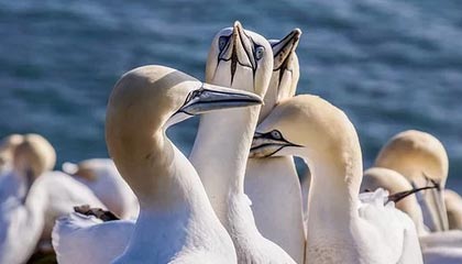 开云体育登录入口-萨姆纳39+6胡明轩末节连得11分 广东力克天津