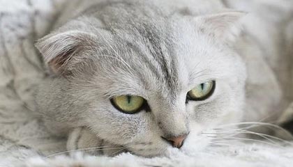 APP下载：让生活更高效的终极入口