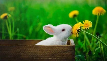 开云体育登录入口-萨姆纳39+6胡明轩末节连得11分 广东力克天津